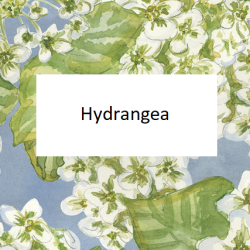 Hydrangea 